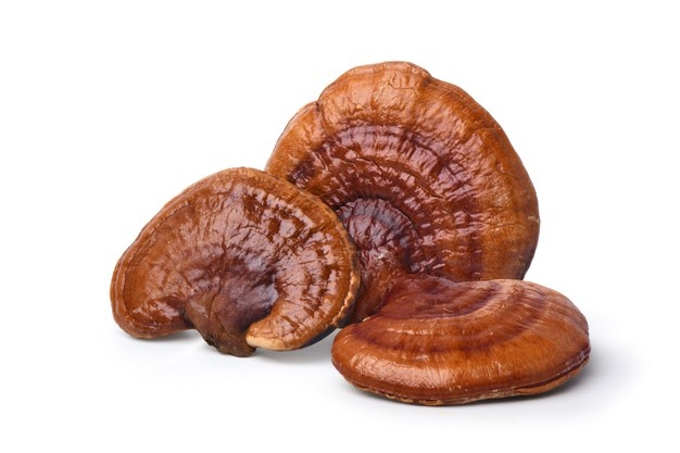 red-reishi-mushroom-lingzhi-isolated-white-background-clipping-path_252965-989
